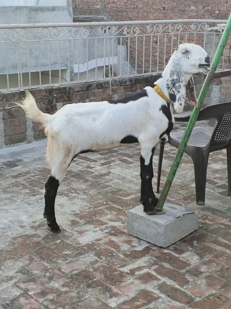 bakri for sale — photo 2