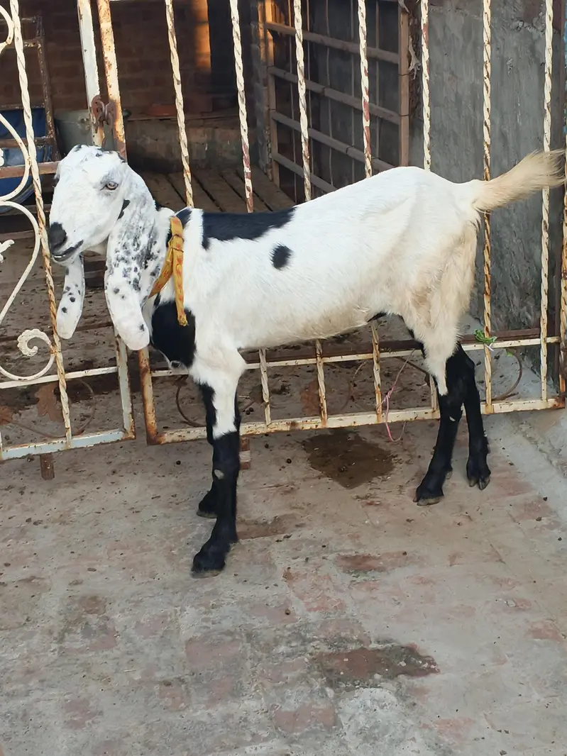 bakri for sale — photo 3