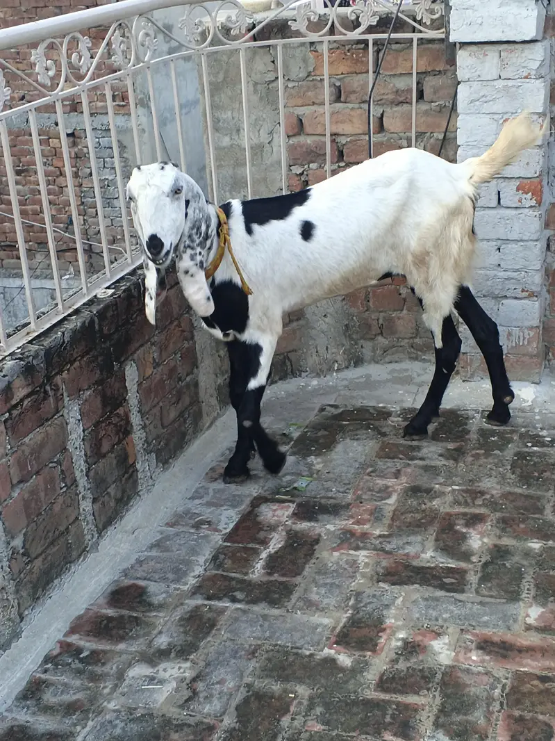bakri for sale — photo 4