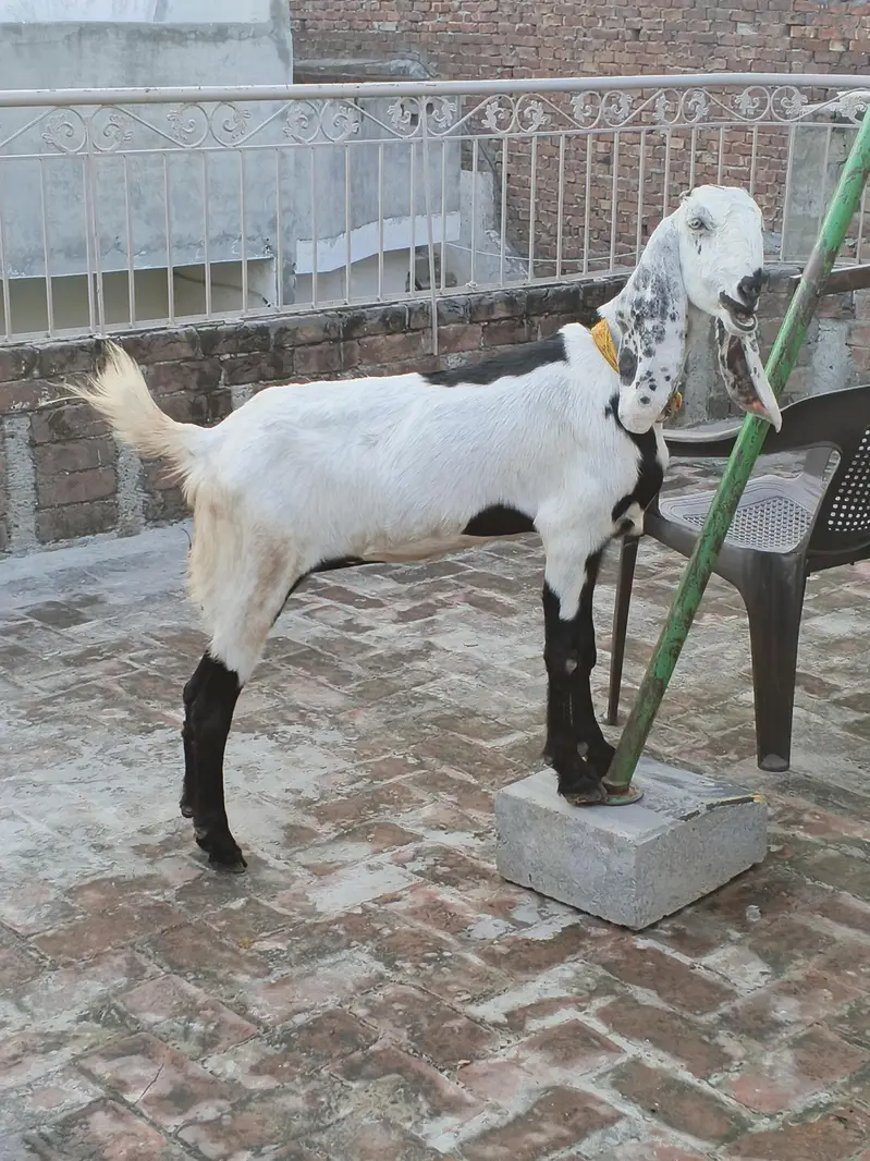 bakri for sale — photo 5