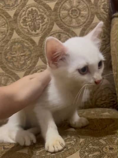 Persian kitten white kitten