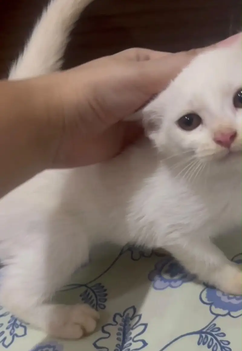 Persian kitten white kitten — photo 2