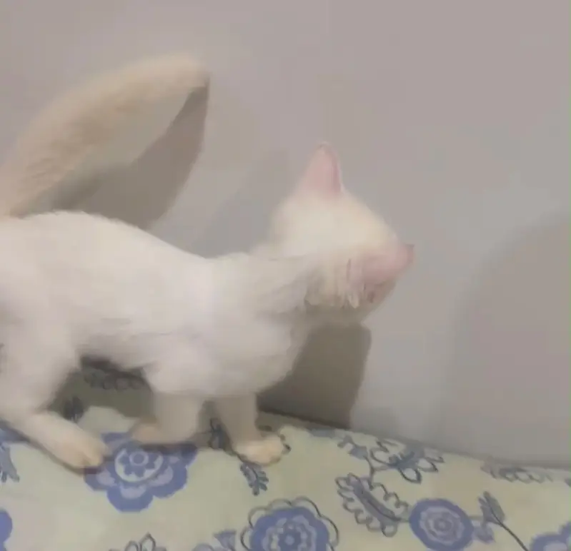 Persian kitten white kitten — photo 3