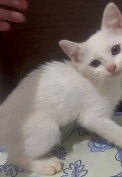 Persian kitten white kitten