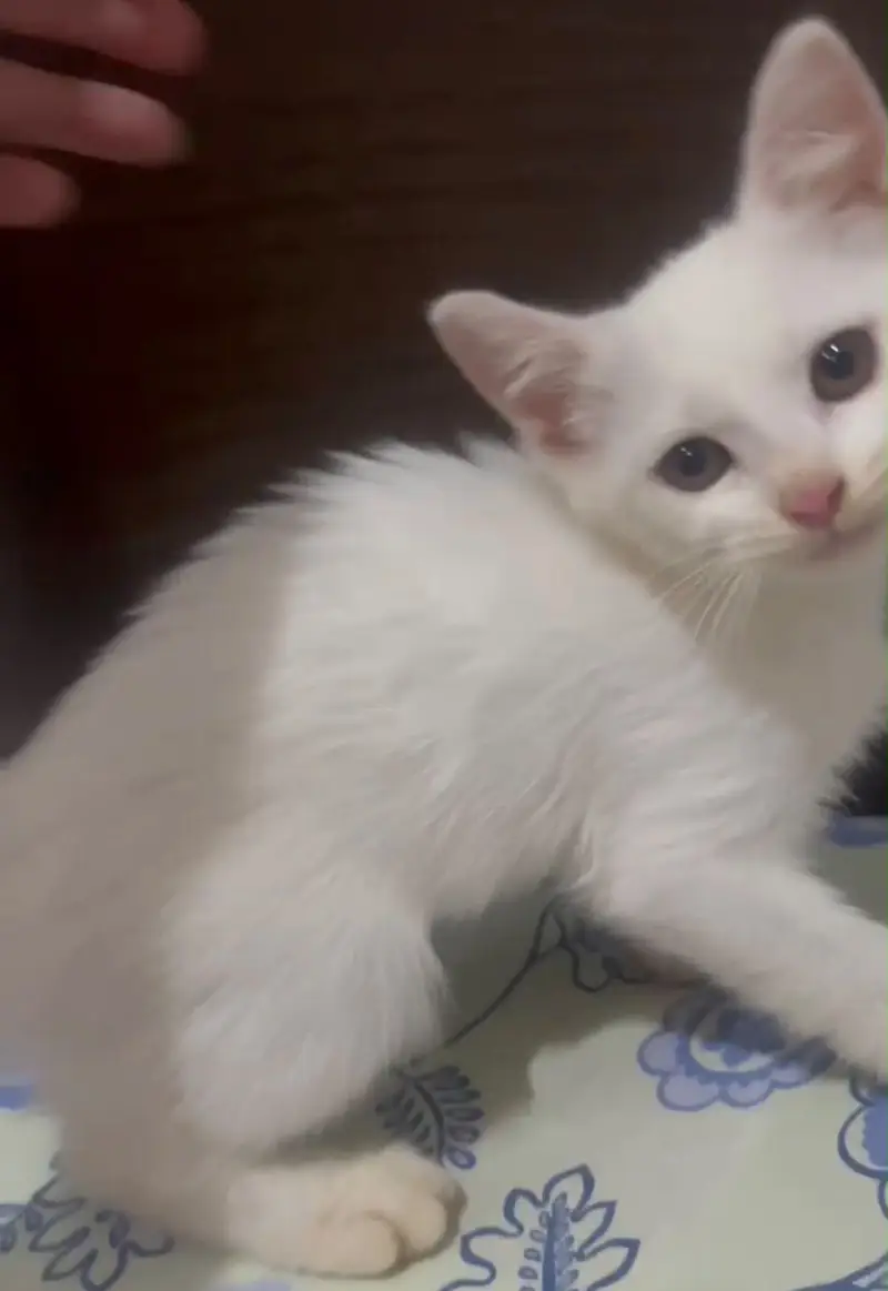 Persian kitten white kitten — photo 4