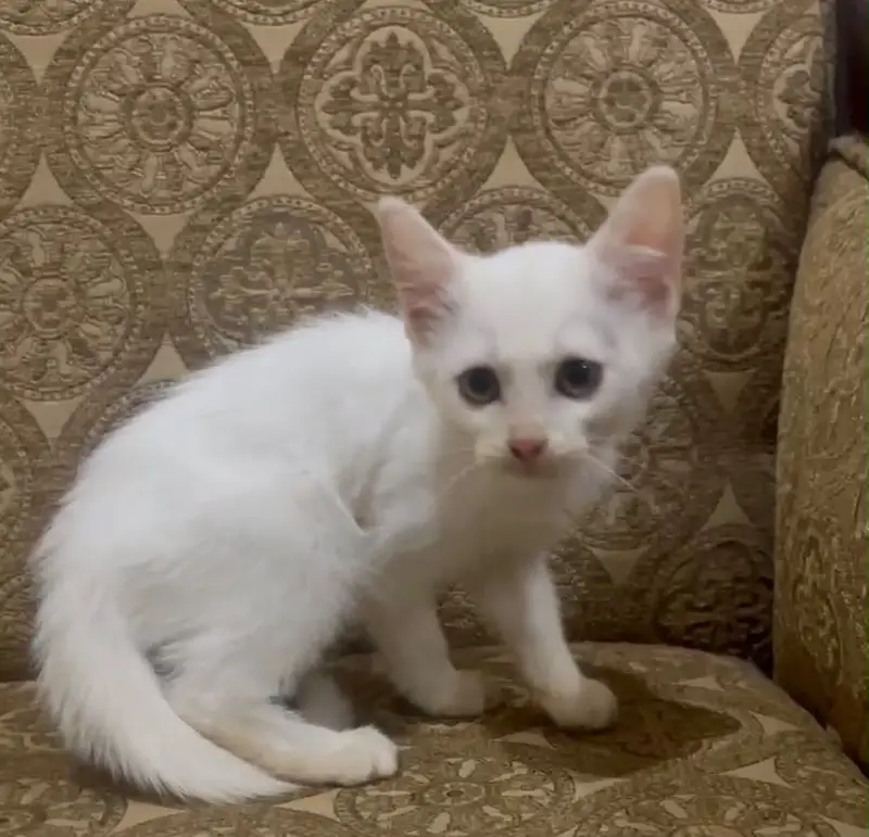 Persian kitten white kitten — photo 5