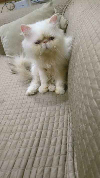 persian Himalayan peke face