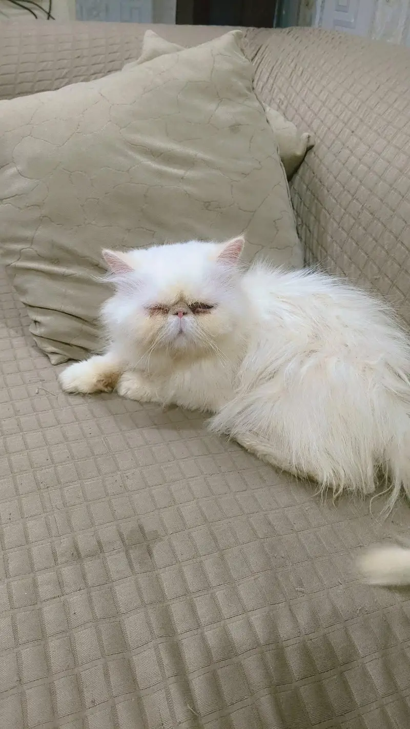 persian Himalayan peke face — photo 2