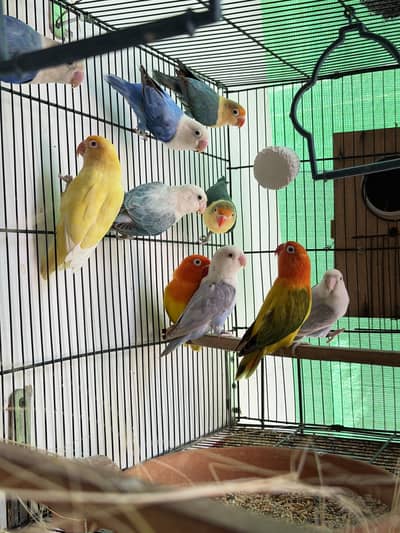 Visual Lovebirds Breeder Pairs