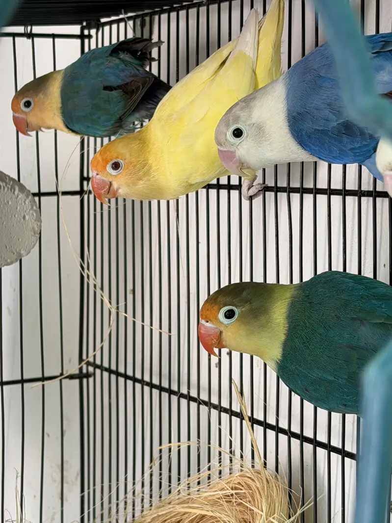Visual Lovebirds Breeder Pairs — photo 2