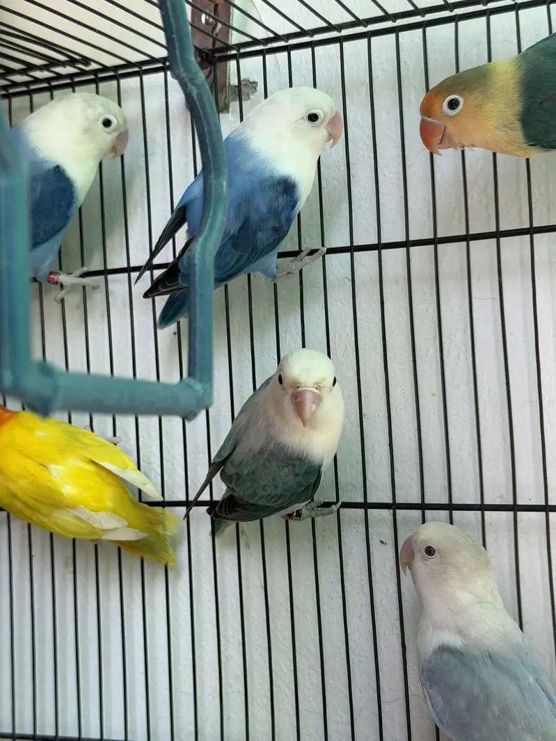 Visual Lovebirds Breeder Pairs — photo 3