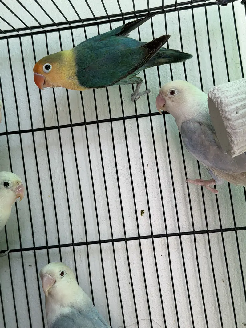 Visual Lovebirds Breeder Pairs — photo 4