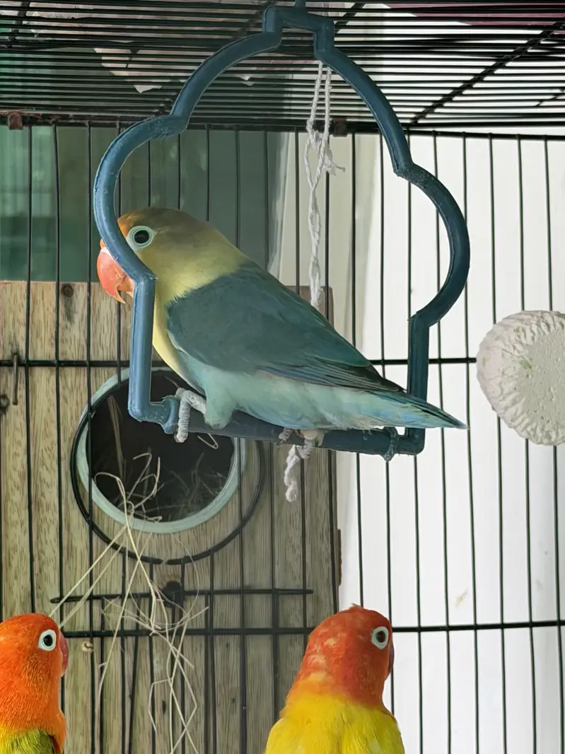 Visual Lovebirds Breeder Pairs — photo 5