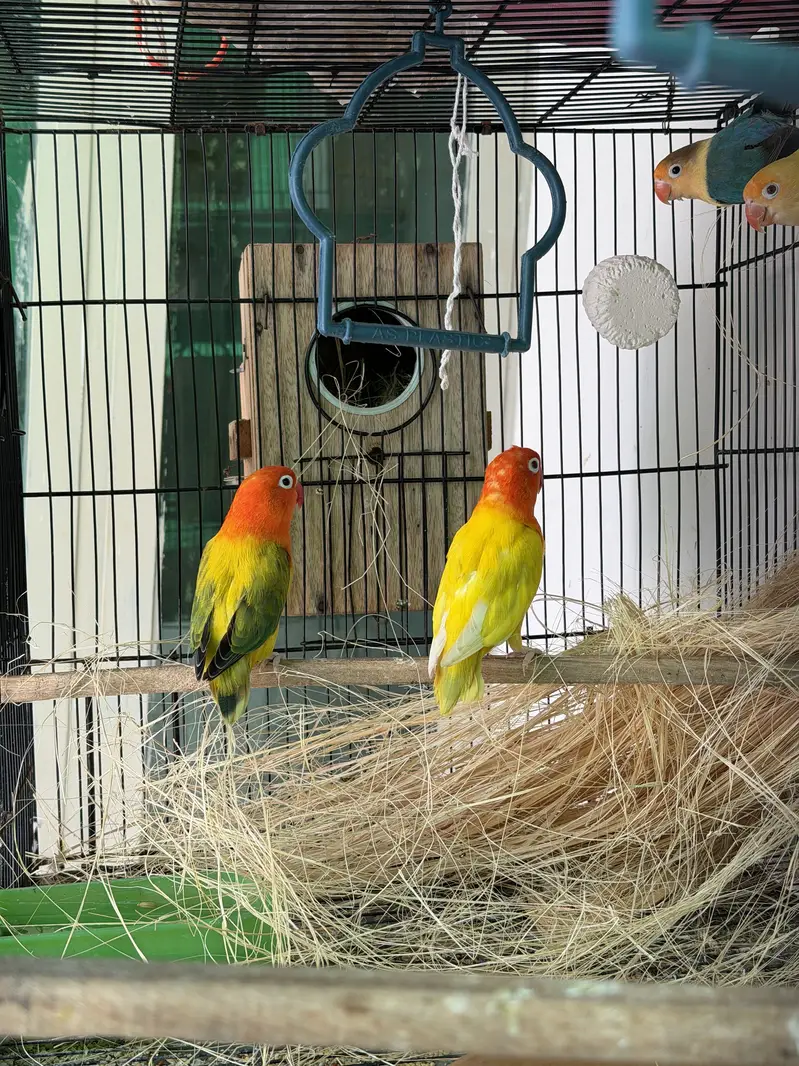 Visual Lovebirds Breeder Pairs — photo 6