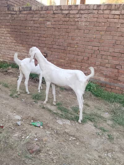Rajanpuri bakri