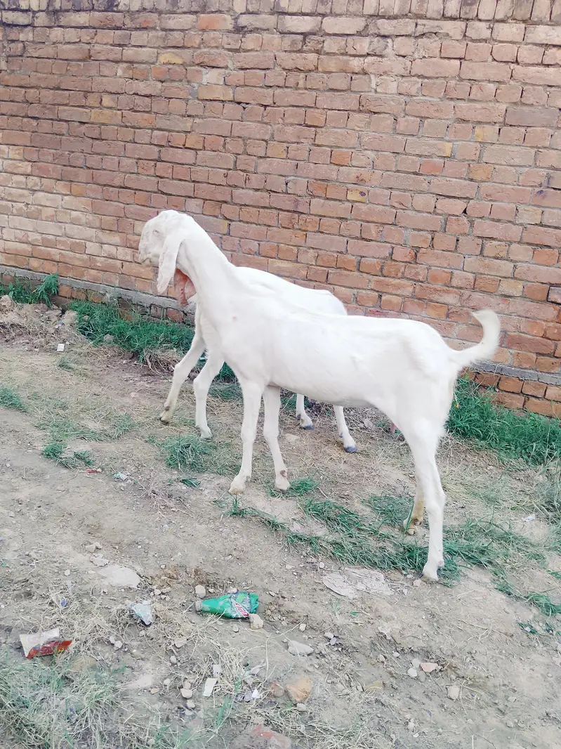 Rajanpuri bakri — photo 2