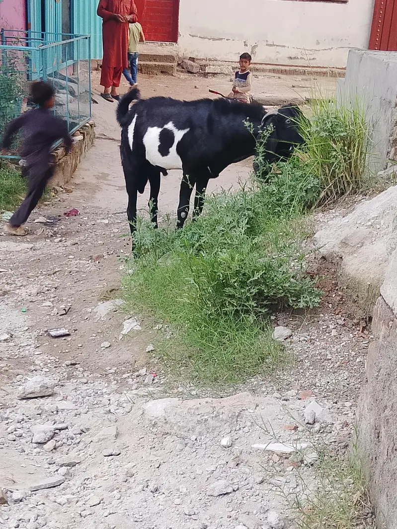 Rajanpuri bakri — photo 3