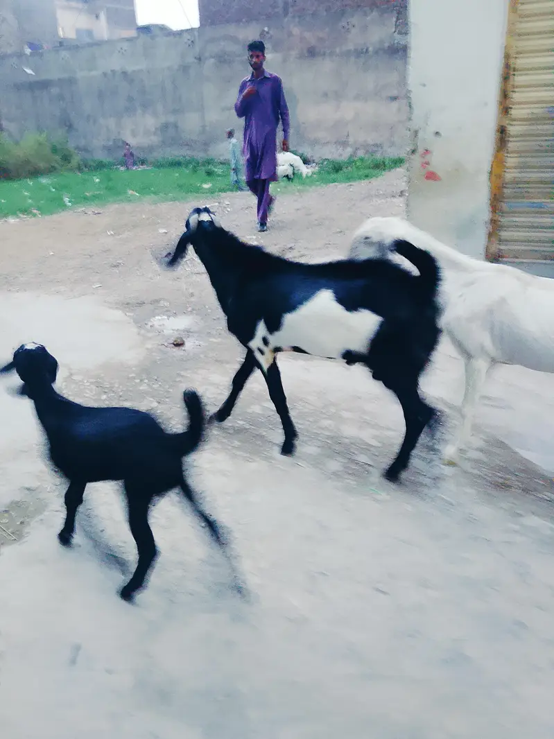 Rajanpuri bakri — photo 4