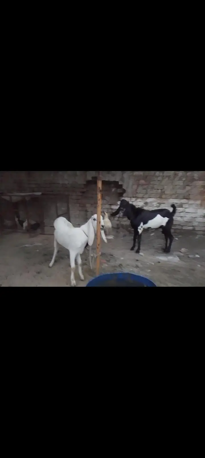 Rajanpuri bakri — photo 5