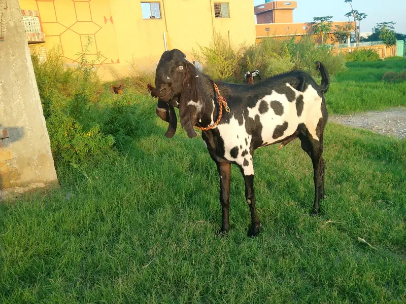 Rajanpuri bakri — photo 6
