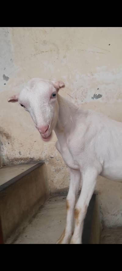 Teddy female kanj