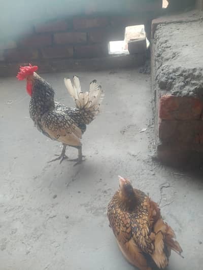sebright , benten , Goldan buff eggs le pair