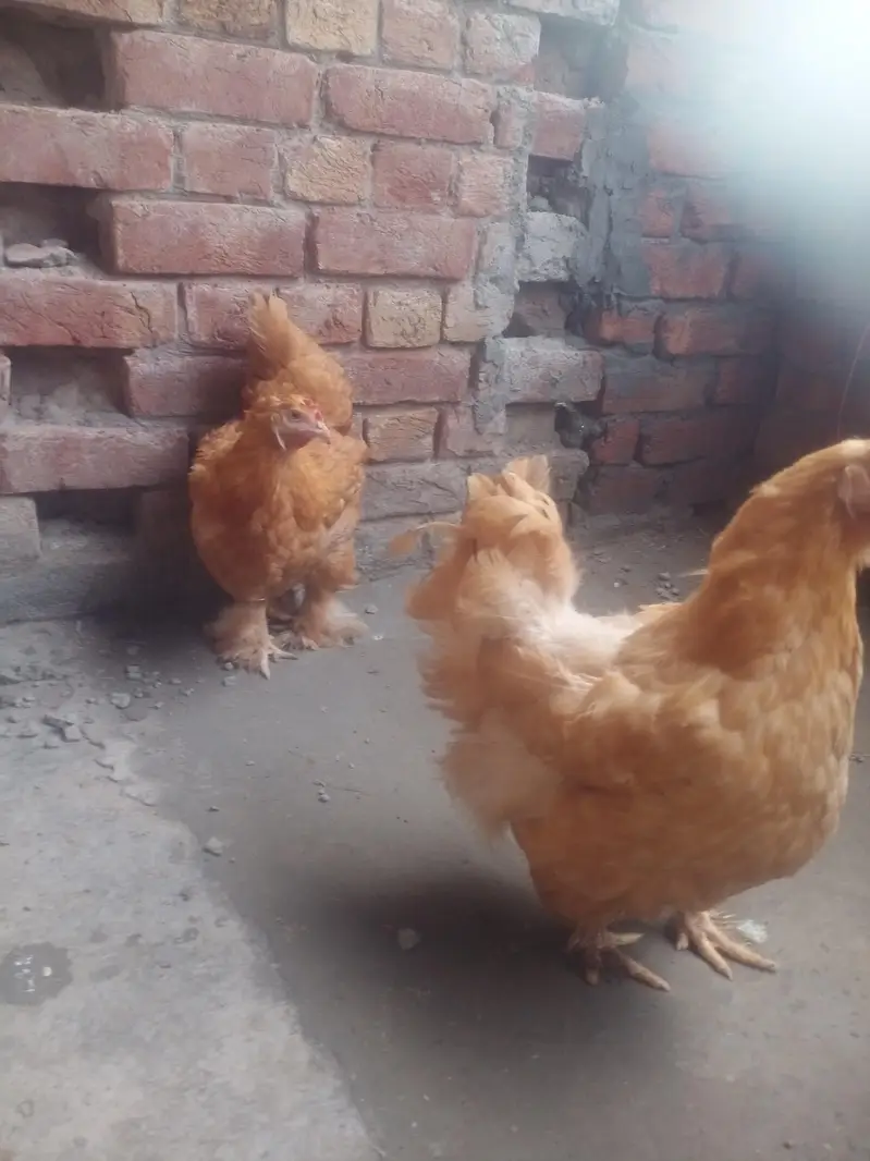 sebright , benten , Goldan buff eggs le pair — photo 2