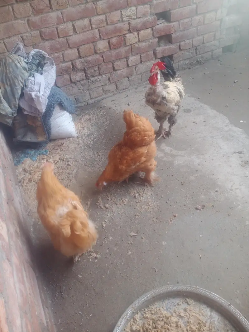sebright , benten , Goldan buff eggs le pair — photo 3