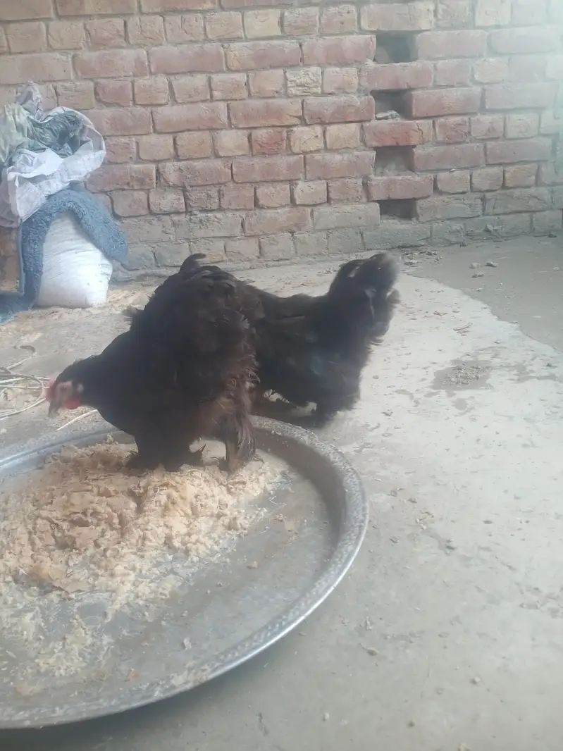 sebright , benten , Goldan buff eggs le pair — photo 4