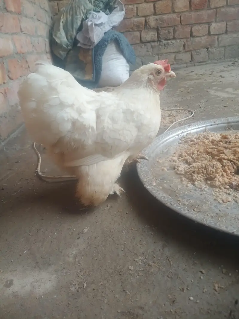 sebright , benten , Goldan buff eggs le pair — photo 5