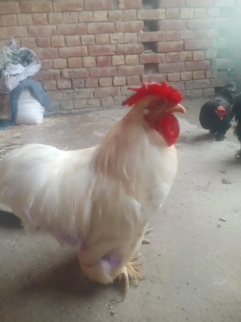 sebright , benten , Goldan buff eggs le pair — photo 6
