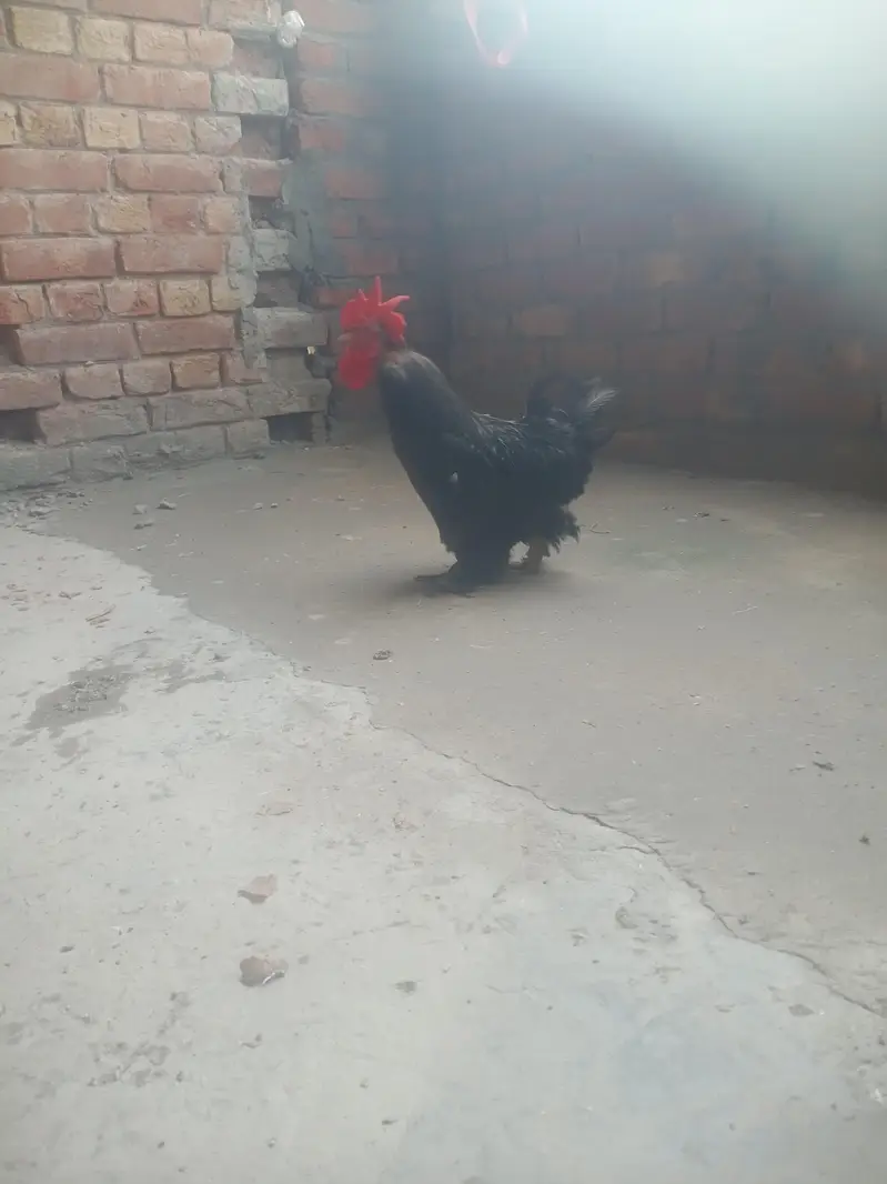 sebright , benten , Goldan buff eggs le pair — photo 7