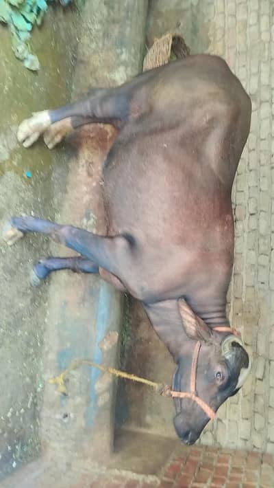 Buffalo  for sale
