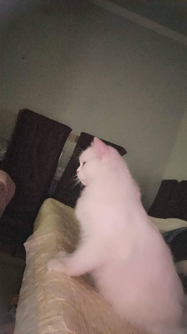 persian cat 0