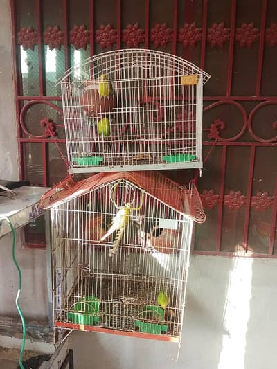 Australian Parrots
