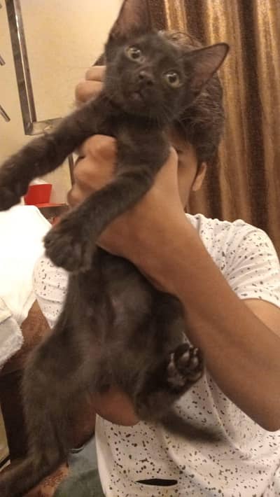 4 cats sale per cat 15000