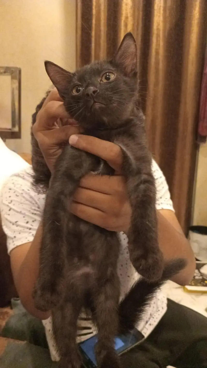 4 cats sale per cat 15000 — photo 2