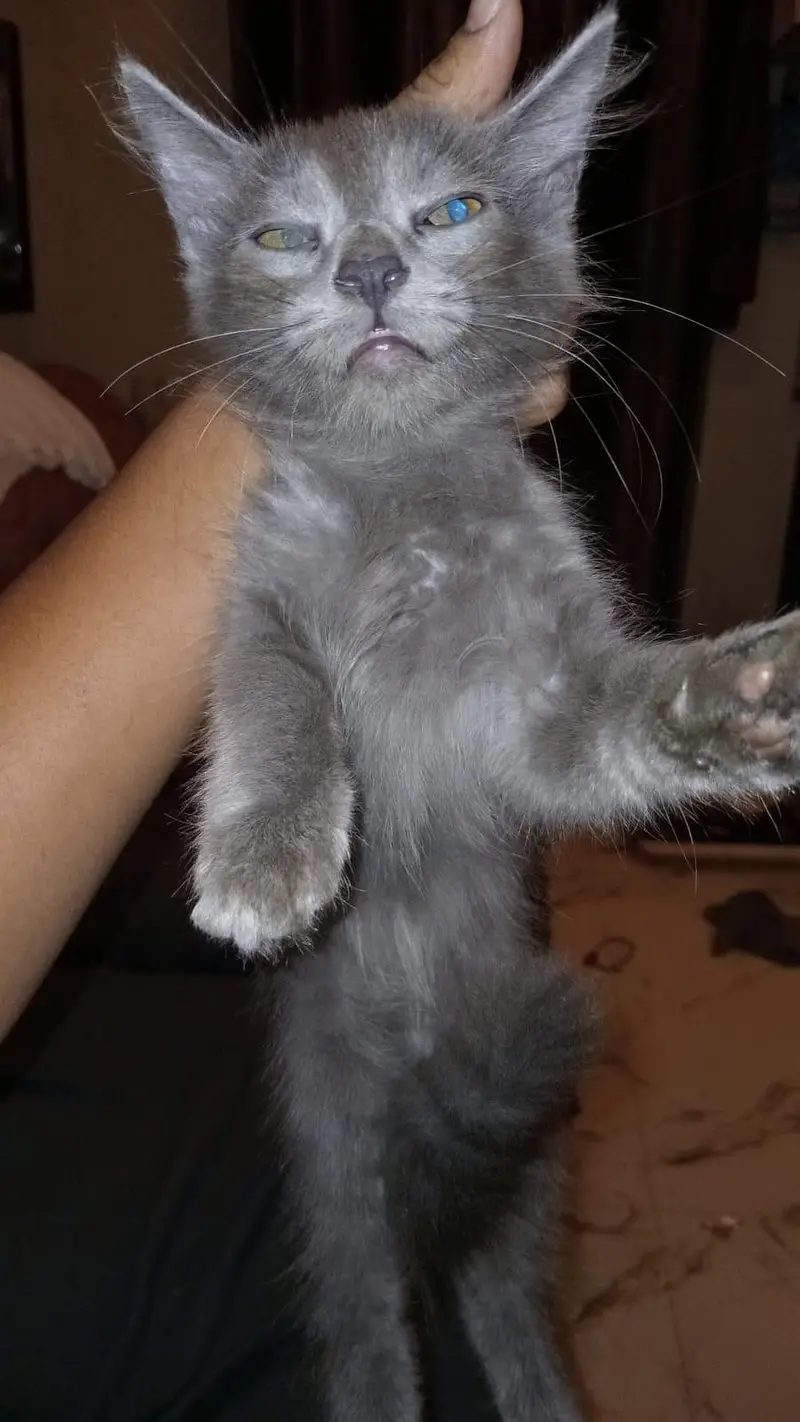 4 cats sale per cat 15000 — photo 3