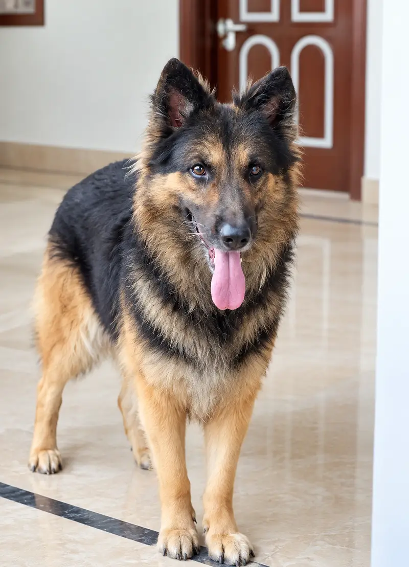 German Shephered 2 years long coat Reasonable — photo 3