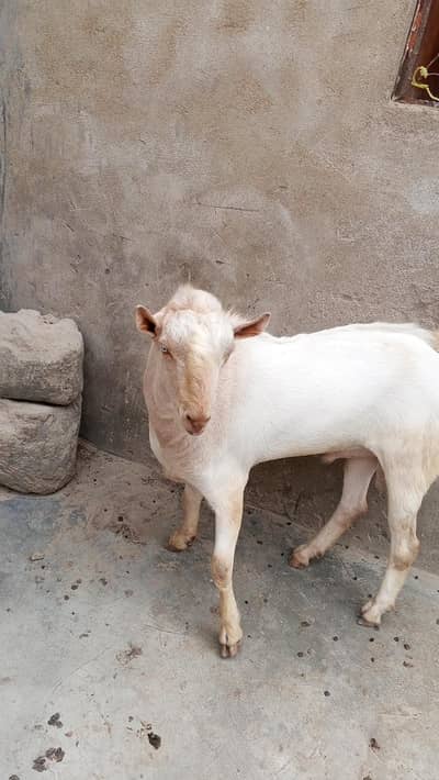 Tedda Munda Bakra