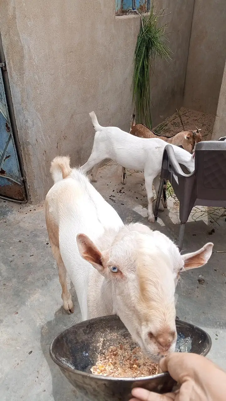 Tedda Munda Bakra — photo 2