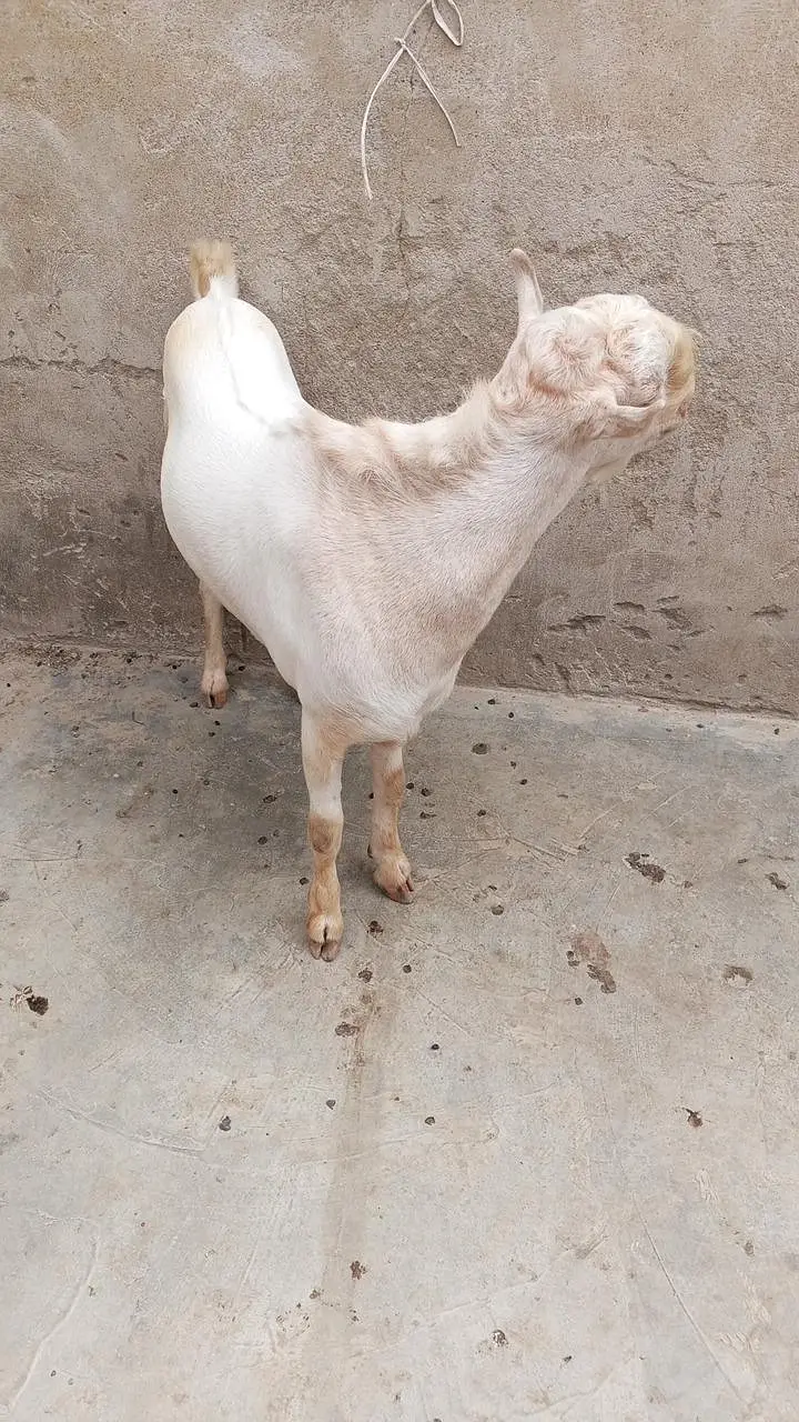 Tedda Munda Bakra — photo 3