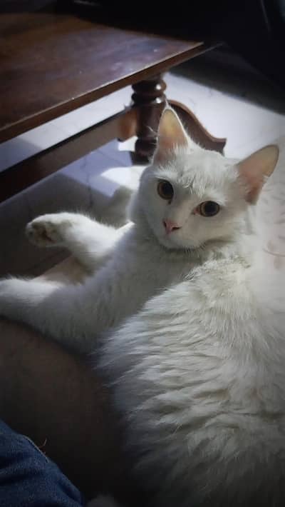 Persian cat