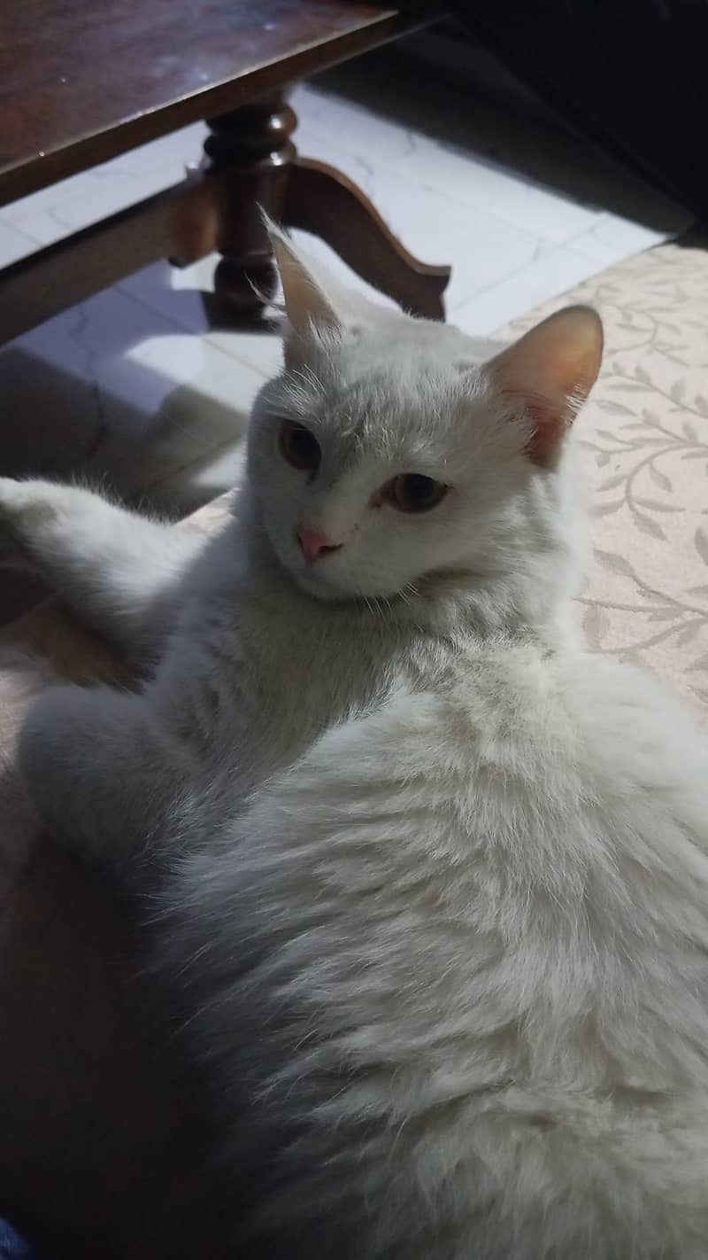 Persian cat 1