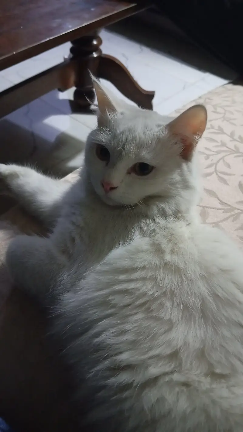 Persian cat — photo 2
