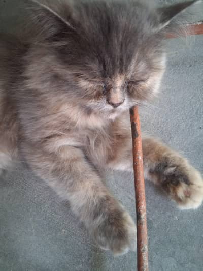 Persian kitten Female