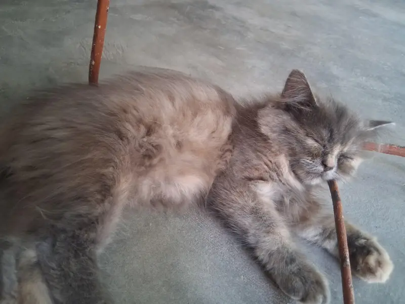 Persian kitten Female — photo 2