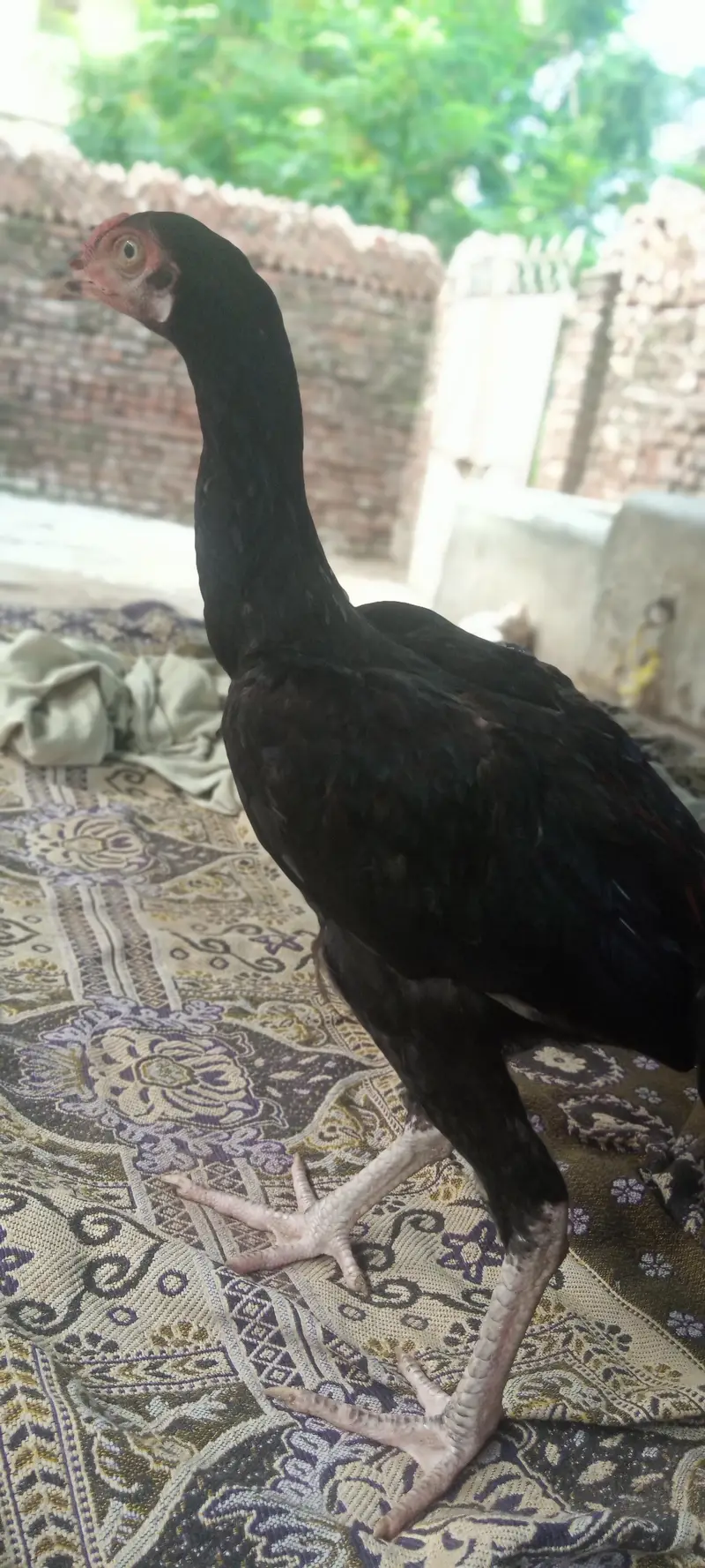 mushka chitkana Aseel patha for sale — photo 2