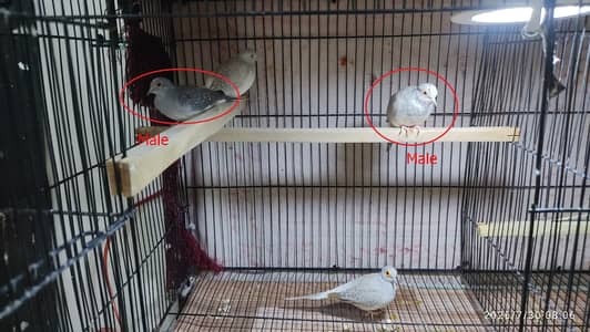 Red diamond dove Pairs for sale.