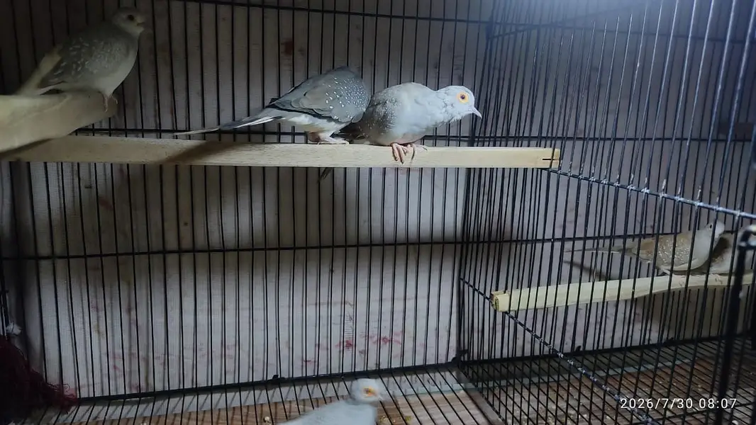 Red diamond dove Pairs for sale. — photo 4